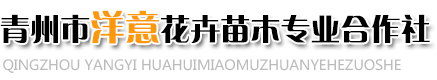 青州市洋意花卉苗木专业合作社